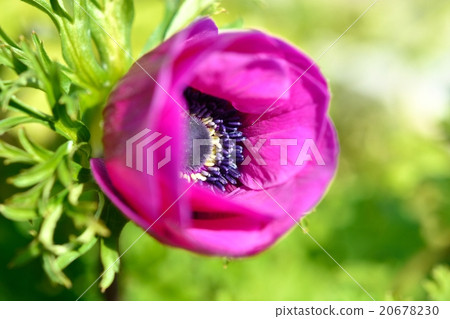 Anemones 20678230
