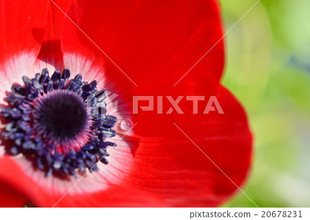 一滴海葵 20678231