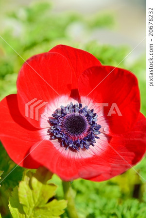 一滴海葵 20678232