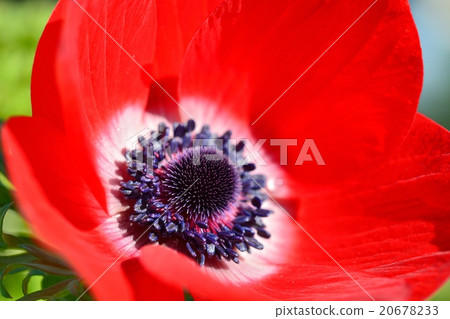 一滴海葵 一滴海葵 20678233