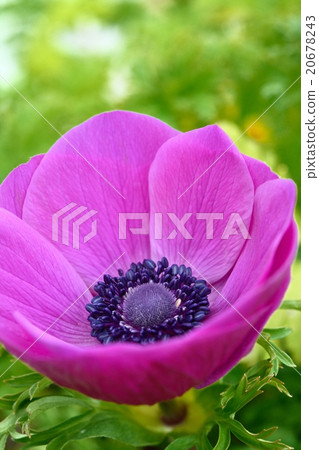 海葵 海葵 20678243