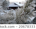 Beautiful close up photo of frosty plant 20678333