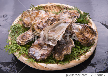 殼用牡蠣 殼用牡蠣 20678847