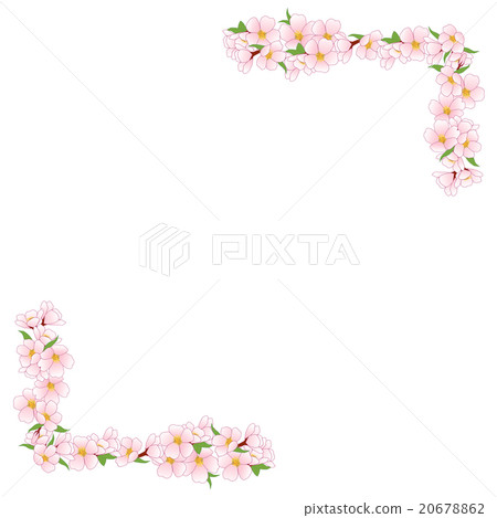 櫻桃樹框架 櫻桃樹框架 20678862