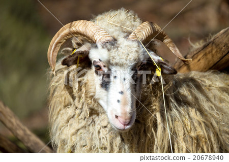 ram or rammer, male of sheep ram or rammer, male of sheep 20678940