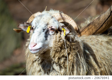 ram or rammer, male of sheep ram or rammer, male of sheep 20678941