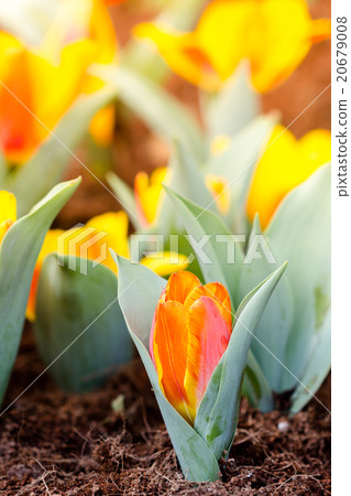 Blooming spring flowers tulips in the sunlight Blooming spring flowers tulips in the sunlight 20679008