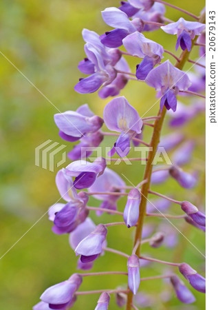  紫藤花 20679143