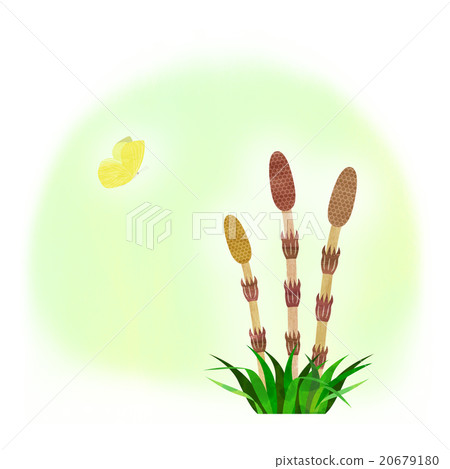 Tsukushi and a butterfly 20679180
