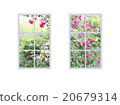 Various windows with roses 20679314