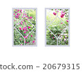 Various windows with roses 20679315