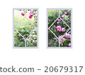 Various windows with roses 20679317