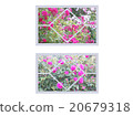 Various windows with roses 20679318