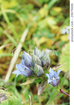 秋天的花的領域 花和芽以及龍膽花的垂直位置在箱根路靜靜地開花 照片素材 圖片 6796 圖庫