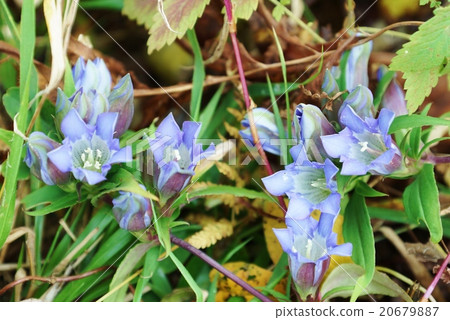 秋天領域花·在箱根路靜靜地開花的龍膽開花·橫向位置 秋天領域花·在箱根路靜靜地開花的龍膽開花·橫向位置 20679887