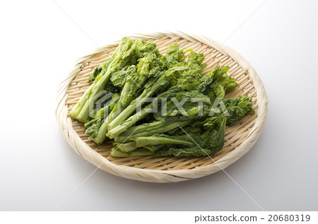Rape blossoms 20680319