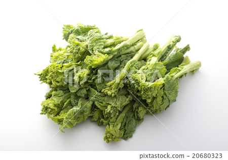 Rape blossoms 20680323