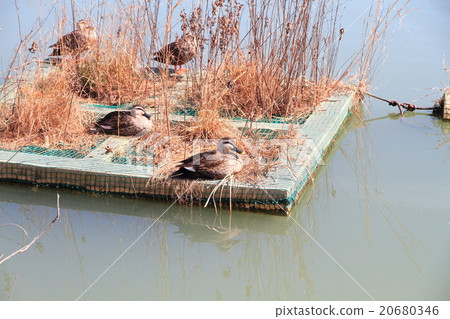 冬季公園Calkomo日光浴 20680346