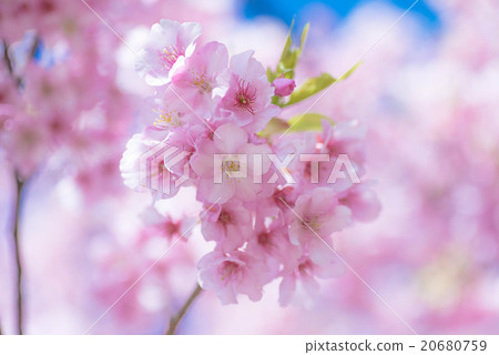 Kawazuzakura 5 20680759