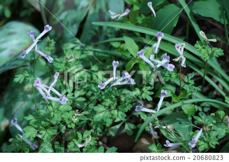 My name is Jirobu Kento Henshin Girobou Enkasaku. 20680823