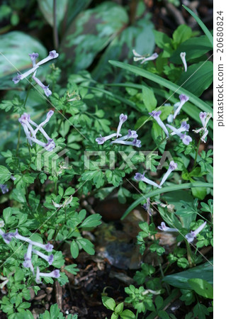 My name is Jirobu Kento Henshin Girobou Enkasaku. 20680824