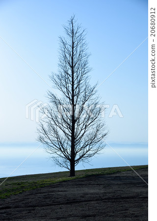 One tree (NHK Dora Dora "Asa came" last round 2016/04/02 Tree that appeared in broadcast) 20680912