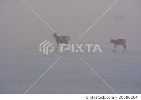 Noguchi no Oshima Peninsula · · Winter Noguchi no Oshima Peninsula · · Winter 20686264