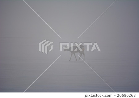 Noguchi no Oshima Peninsula··冬天 20686268