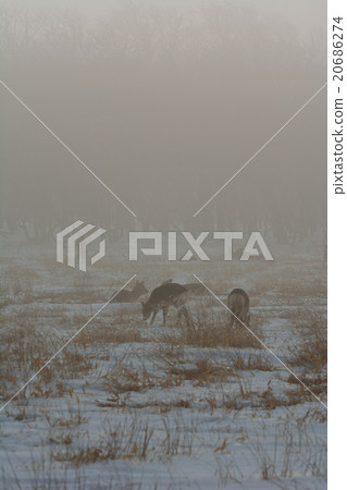 Noguchi no Oshima Peninsula · · Winter Noguchi no Oshima Peninsula · · Winter 20686274