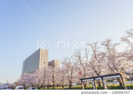 The scenery of cherry blossoms on the four-way road in spring The scenery of cherry blossoms on the four-way road in spring 20686297
