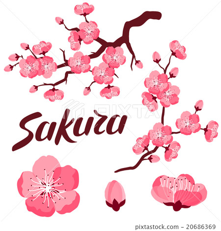 Japanese sakura set of branches and stylized Japanese sakura set of branches and stylized 20686369