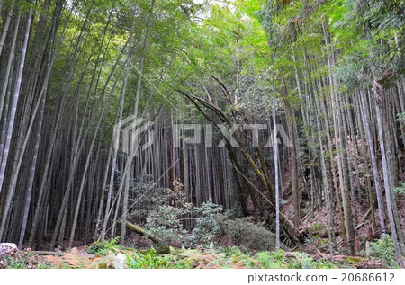 竹林 竹林 20686612