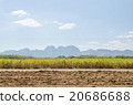 Sugarcane fields,Kanchanaburi ,thailand 20686688