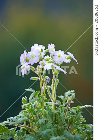 Elegant naughty ungulates 20686853