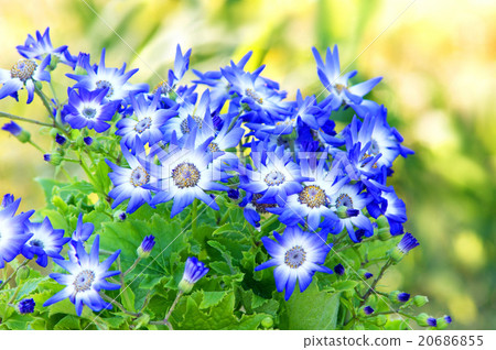 cineraria cineraria 20686855