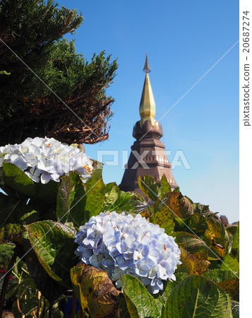 Hydrangea and pagoda 20687274