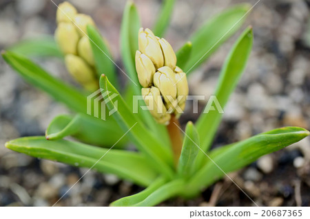 橙色風信子芽 橙色風信子芽 20687365