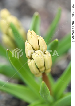 橙色風信子芽 橙色風信子芽 20687367