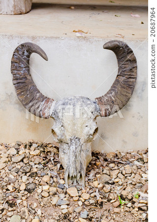head skull of bull head skull of bull 20687964