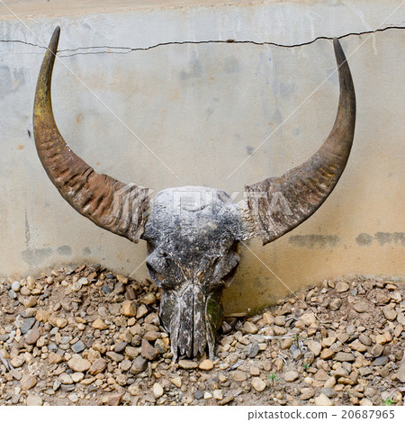 head skull of bull head skull of bull 20687965