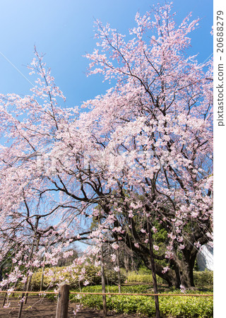 Rokugiya垂枝櫻花 Rokugiya垂枝櫻花 20688279