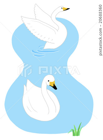 天鵝(2隻鳥) 天鵝(2隻鳥) 20688360