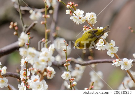 Ugis (Mejiro) on plum Ugis (Mejiro) on plum 20688533