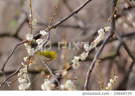 Ugis (Mejiro) on plum Ugis (Mejiro) on plum 20688534