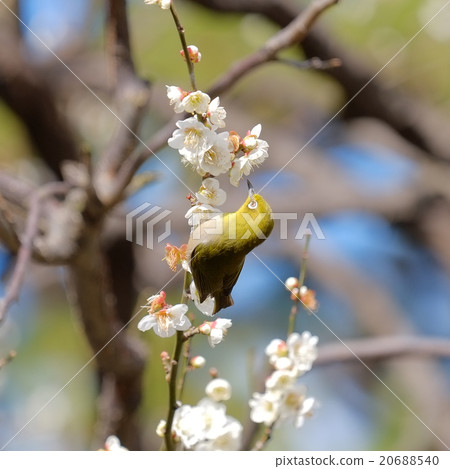 Ugis (Mejiro) on plum 20688540