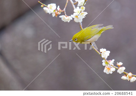 Ugis (Mejiro) on plum 20688541