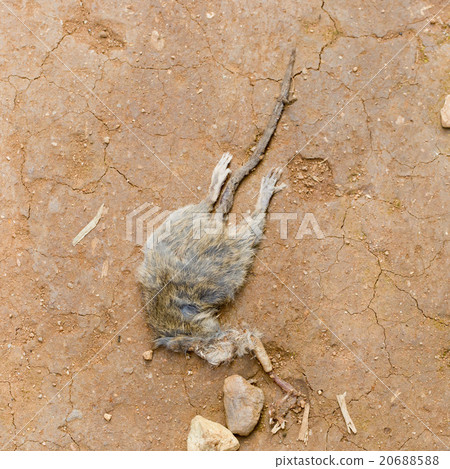 Dead rat Dead rat 20688588