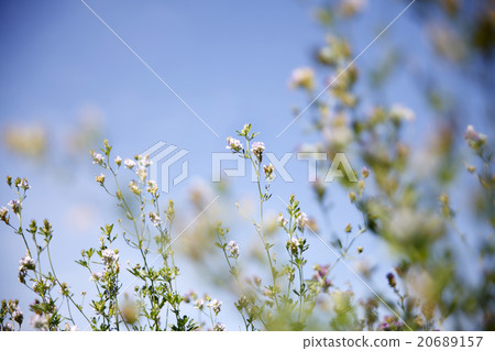 Spring awakening in the nature 20689157