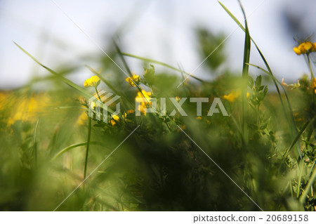 Spring awakening in the nature 20689158