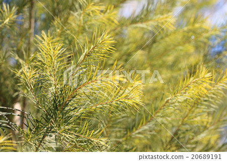 Tea tree Tea tree 20689191